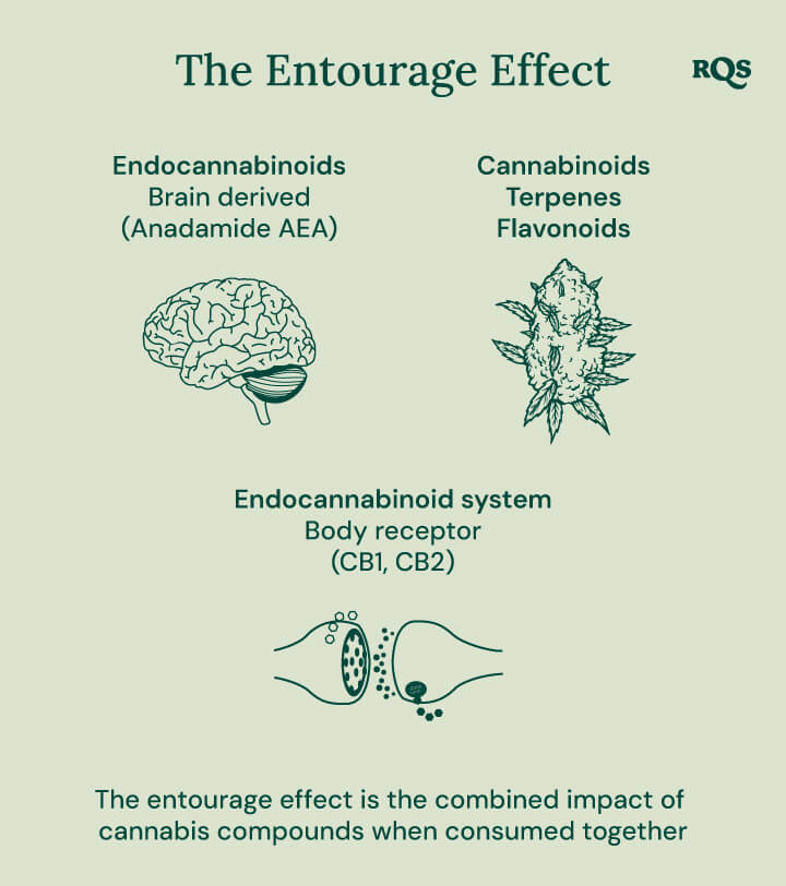 A diagram illustrating the entourage effect, showcasing how cannabinoids, terpenes, and flavonoids work together to produce a more potent and balanced effect than individual compounds.