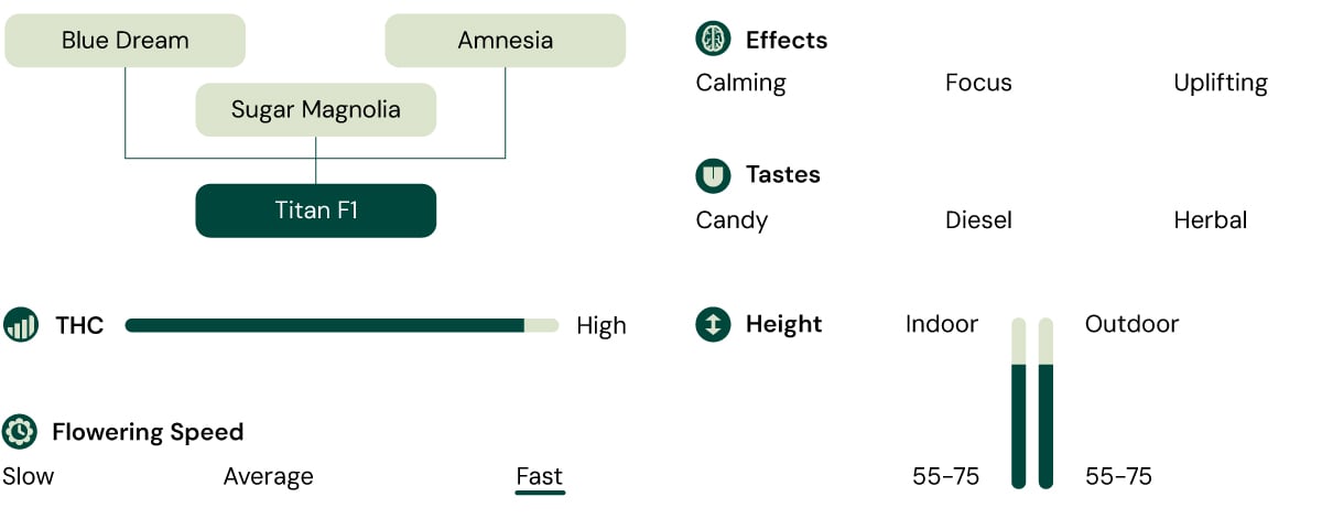 Titan F1 cannabis strain diagram showcasing parent strains, effects, taste profile, THC level, plant height, and fast flowering speed.