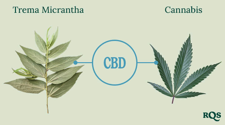 Trema Micrantha CBD