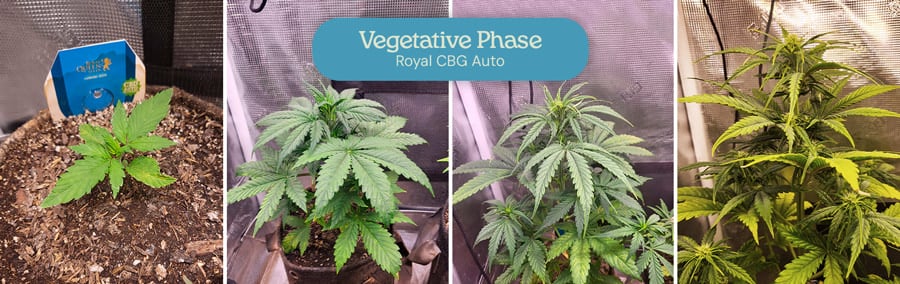 Vegetative phase of the Royal CBG Auto cannabis strain. The images show young plants with lush green leaves, growing taller and fuller as they progress through early development stages. 