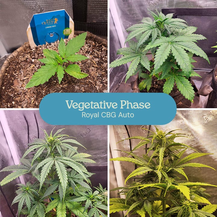 Vegetative phase of the Royal CBG Auto cannabis strain. The images show young plants with lush green leaves, growing taller and fuller as they progress through early development stages. 