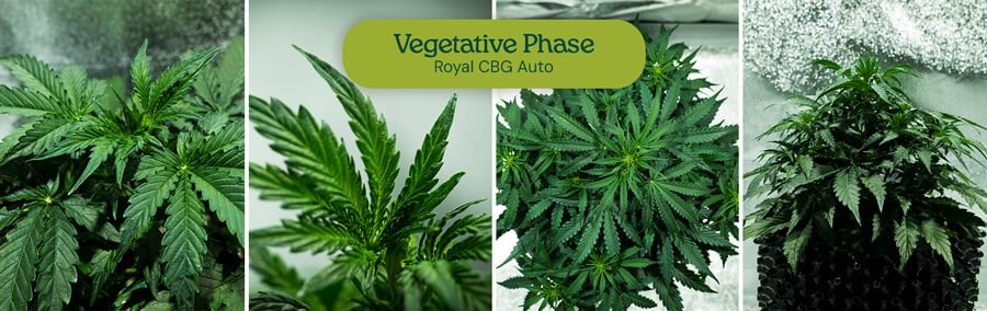 Cannabis plant growth during the vegetative phase: Young plants with healthy leaves and stems grow from small seedlings into larger, bushy plants.