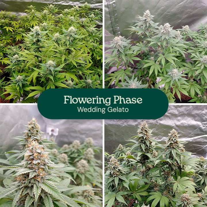 Image showcasing the flowering phase of Wedding Gelato cannabis plants, highlighting their significant stretch, aromatic thick bud clusters, and chunky flowers covered in trichomes, ready for harvest after 8-10 weeks indoors.