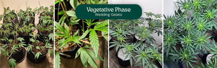 Image depicting the vegetative phase of Wedding Gelato cannabis plants, showcasing their typical hybrid structure with moderate-sized fan leaves and a strong central stem, suitable for both novice and experienced growers.