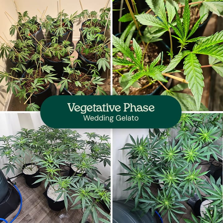 Image depicting the vegetative phase of Wedding Gelato cannabis plants, showcasing their typical hybrid structure with moderate-sized fan leaves and a strong central stem, suitable for both novice and experienced growers.