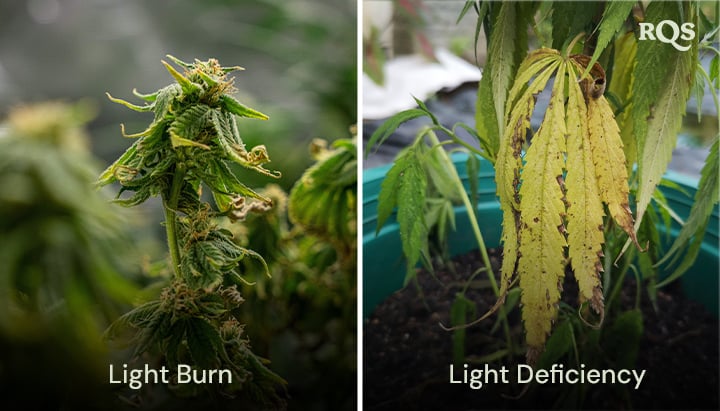 Comparison of cannabis leaves showing damage from light burn and light deficiency, with yellow and brown discoloration. Relates to cannabis leaves turning yellow and pot leaves turning yellow due to light stress.