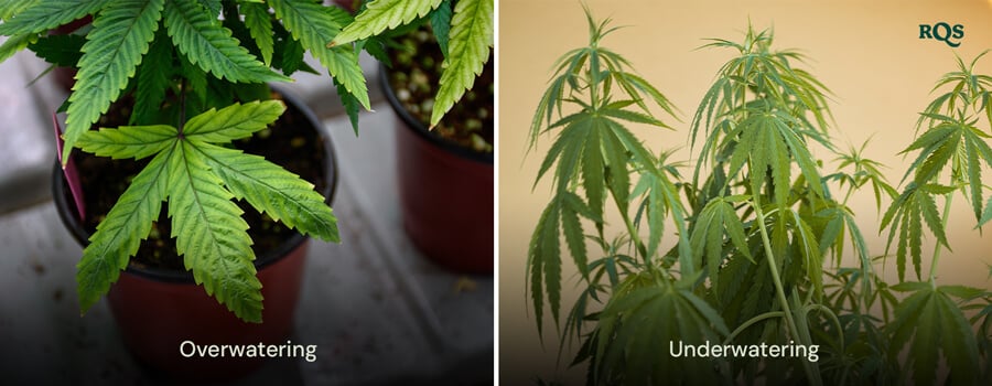 Cannabis plants displaying symptoms of overwatering with swollen, yellow leaves and underwatering with dry, yellowing leaves. Highlights cannabis yellow leaves from watering issues.