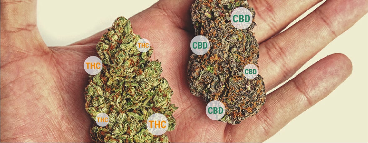 What is anandamide and how does it help marijuana users? - CannaConnection