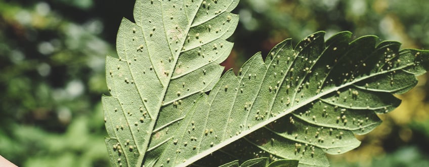 A sick cannabis plant infested with aphids, showcasing symptoms like yellowing and stunted growth. The image highlights the importance of inspecting plants for pests to identify and address infestations.