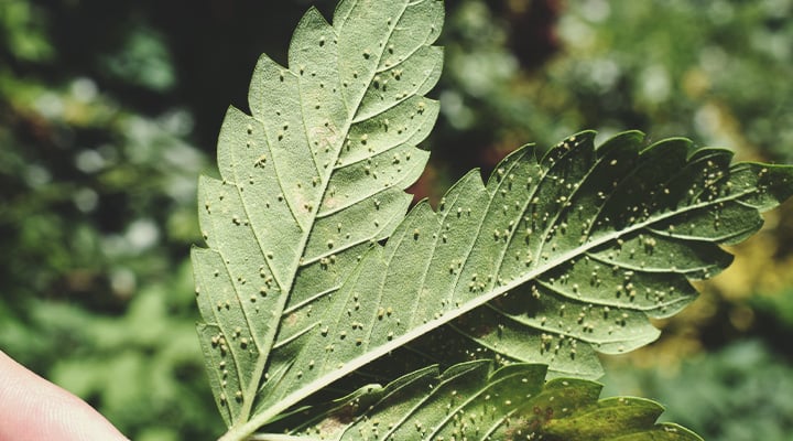 A sick cannabis plant infested with aphids, showcasing symptoms like yellowing and stunted growth. The image highlights the importance of inspecting plants for pests to identify and address infestations.