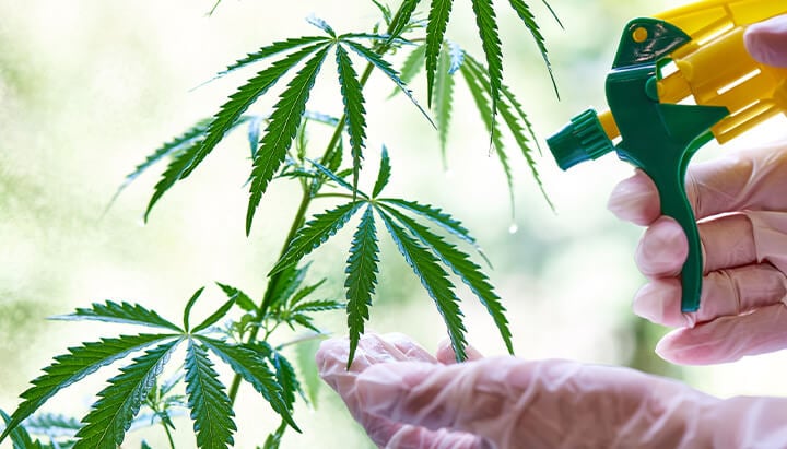  A person wearing gloves spraying a cannabis plant with a spray bottle to nourish and maintain its health.