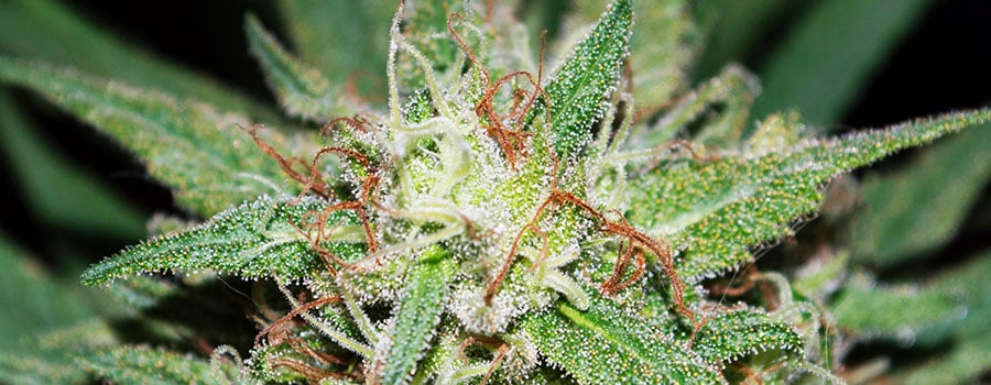 Medical Mass Medical Cannabis Seeds - RQS Blog