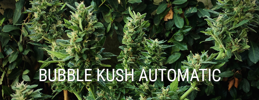 The Royal Queen Seeds Kush Genetics Collection - Royal Queen Seeds