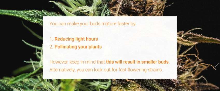 Summary of methods to accelerate cannabis bud maturation, including reducing light hours and pollinating female plants, with notes on potential impacts on yield.