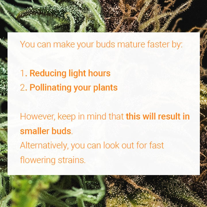 Summary of methods to accelerate cannabis bud maturation, including reducing light hours and pollinating female plants, with notes on potential impacts on yield.