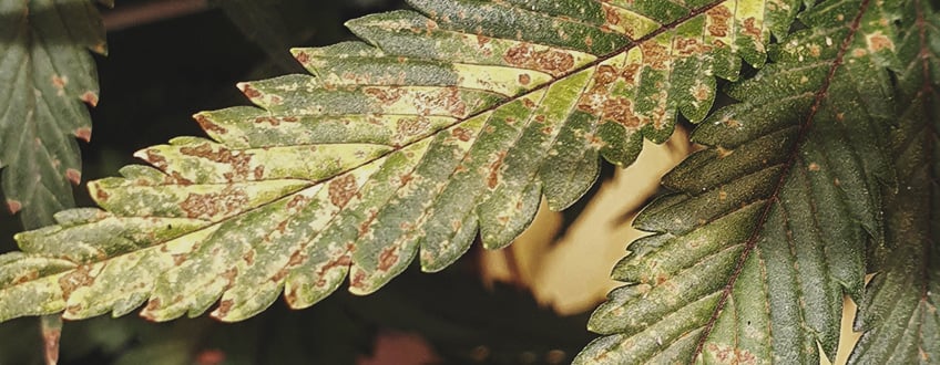 Sick cannabis plant with yellowing and curling leaves, showing signs of calcium deficiency, which causes stunted growth, discolored young shoots, and affected new growth.