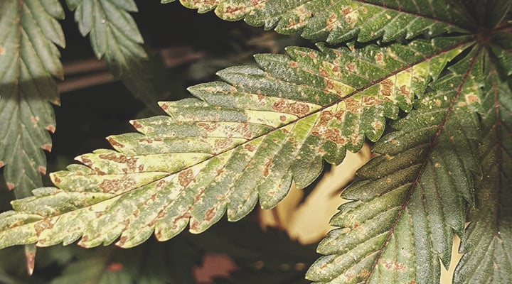 Sick cannabis plant with yellowing and curling leaves, showing signs of calcium deficiency, which causes stunted growth, discolored young shoots, and affected new growth.º