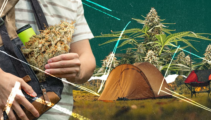 A person holding a cannabis plant branch near a tent and campfire in a scenic field. Camping setup with essentials: tent, campfire, and cannabis plant for a nature-inspired getaway.