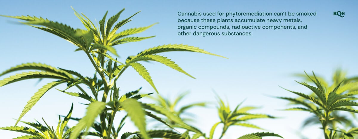 Close-up of cannabis plants used in phytoremediation, highlighting they accumulate harmful substances.