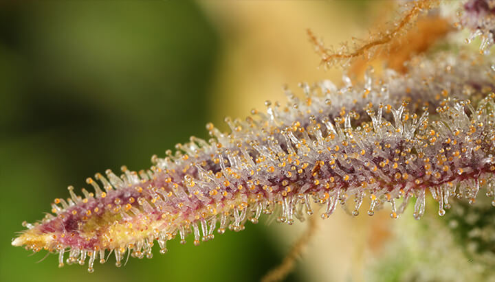 Close-up of a cannabis bud covered in colorful trichomes (white, orange, purple) that produce resin, showcasing the plant's crystalline texture.