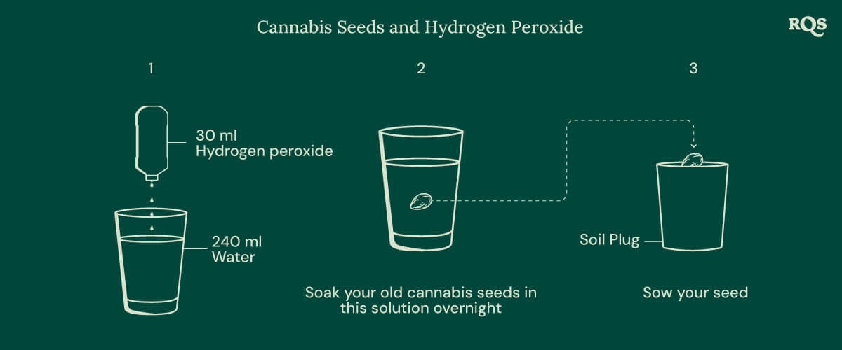 Cannabis seeds and oxygen steps