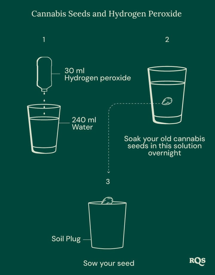 Cannabis seeds and oxygen steps