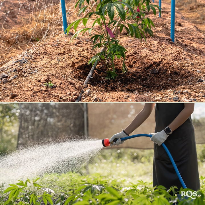 Two images: Left shows a cannabis plant with a watering system, and right shows someone watering plants with a hose in a garden.