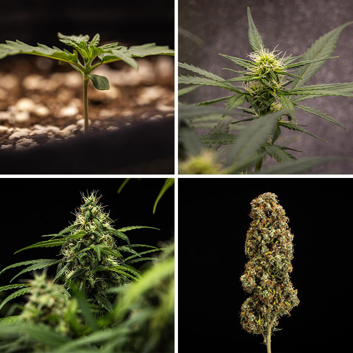 Cherry Pie cannabis plant growth stages: seedling, young plant, flowering plant, and mature plant.