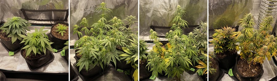 Collage of four images showing Cherry Pie Auto cannabis plants: seedlings, vegetative stage, flowering stage, and mature plants with buds.