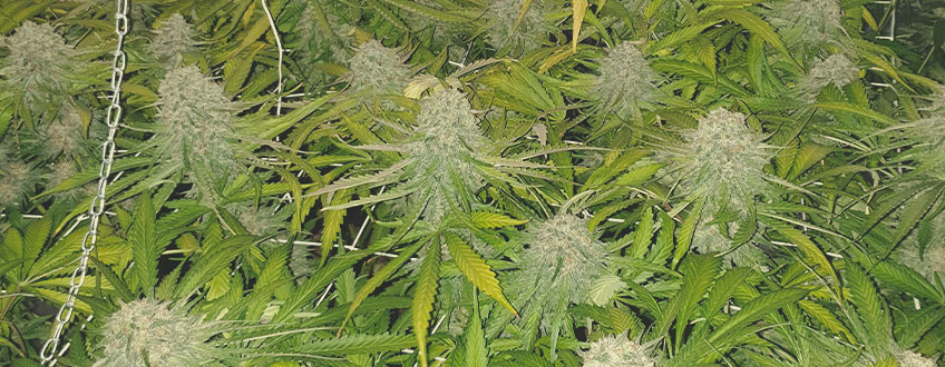 Top 10 High Thc Strains By Category 2020 Update Rqs Blog