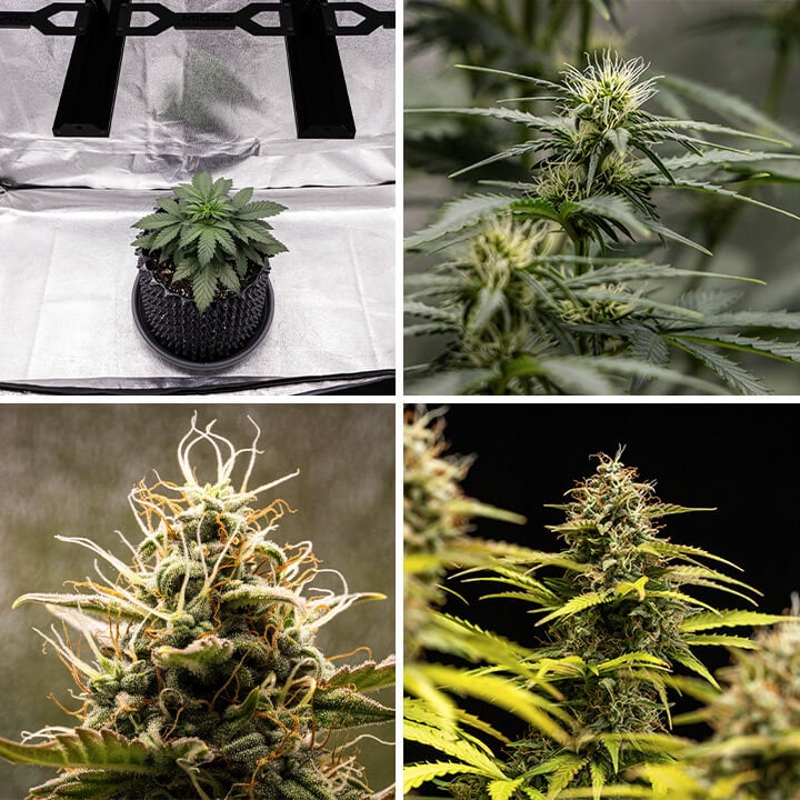 Growth of the Cosmos F1 cannabis strain. The images showcase the plant from its early development through the flowering stage, highlighting its dense buds and intricate trichomes, characteristic of a hybrid CBD variety. 