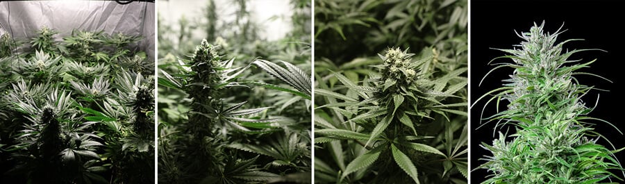 Close-up of a healthy Critical Kush cannabis plant in a grow tent, featuring vibrant green leaves and resinous buds.