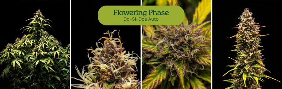 Do-Si-Dos Auto cannabis strain entering flowering phase, displaying resinous buds and bright green leaves. High-yielding autoflower variety for indoor or outdoor cultivation.