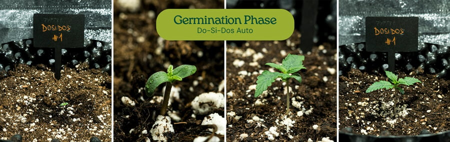 Do-Si-Dos Auto seeds germinating with paper towel method, resulting in strong seedlings. Recommended for high germination success in cannabis cultivation.