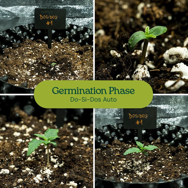 Do-Si-Dos Auto seeds germinating with paper towel method, resulting in strong seedlings. Recommended for high germination success in cannabis cultivation.