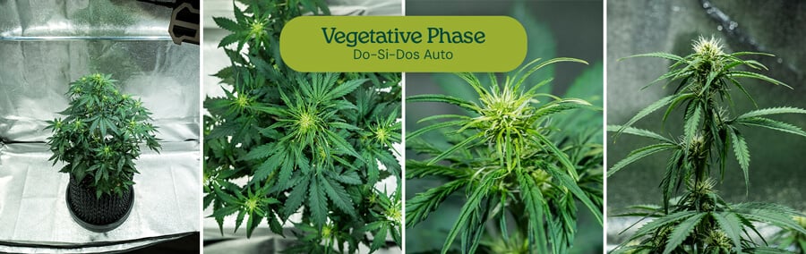 Do-Si-Dos Auto strain in vegetative phase, showing central stem and vibrant side branches. Suitable for low-stress training and indoor growth with an 18-6 light cycle.