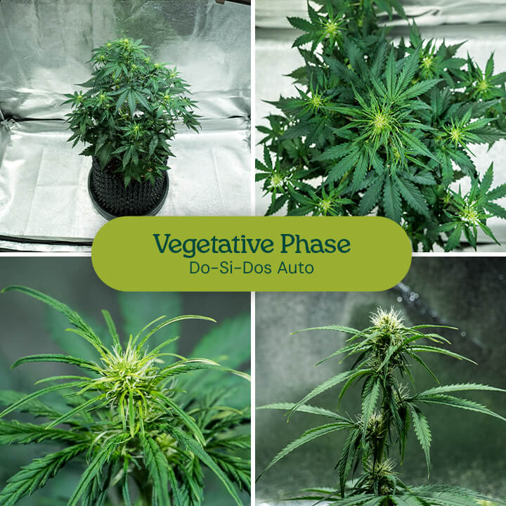 Do-Si-Dos Auto strain in vegetative phase, showing central stem and vibrant side branches. Suitable for low-stress training and indoor growth with an 18-6 light cycle.