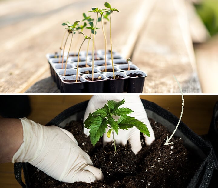 A display of Easy Start germination pots designed for feminized cannabis seeds by RQS, emphasizing their role in supporting healthy seedling growth and the importance of timely transplantation.