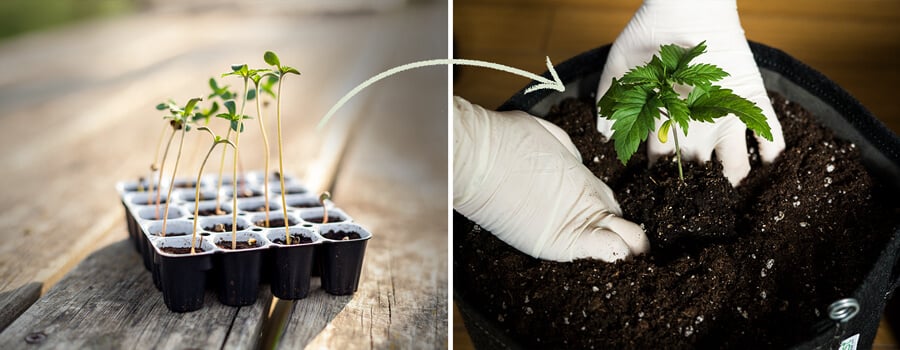 A display of Easy Start germination pots designed for feminized cannabis seeds by RQS, emphasizing their role in supporting healthy seedling growth and the importance of timely transplantation.