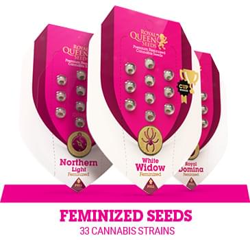 Buy Autoflowering & Feminized Cannabis Seeds - Royal Queen Seeds