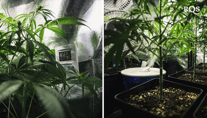 Two indoor plants at different growth stages: a mature plant with a temperature monitor on the left and a younger plant in a humid environment with a humidifier on the right.