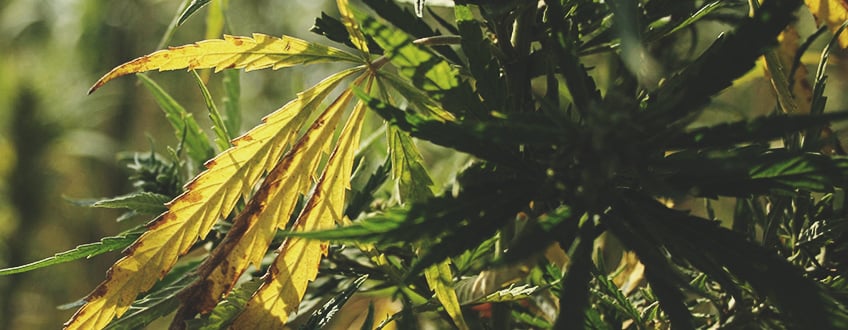 A sick cannabis plant suffering from fungus gnats, displaying yellowing and wilting leaves, and stunted growth. The image highlights the importance of addressing pest issues for healthy plant development.