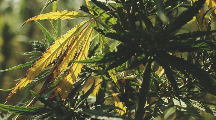 A sick cannabis plant suffering from fungus gnats, displaying yellowing and wilting leaves, and stunted growth. The image highlights the importance of addressing pest issues for healthy plant development.