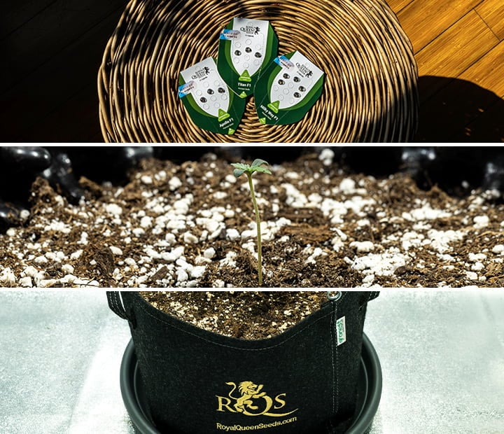 A collection of genetic medium containers for cannabis seedlings, highlighting the importance of choosing the right genetics and medium for successful seedling growth, as discussed in the rookie grower's guide.