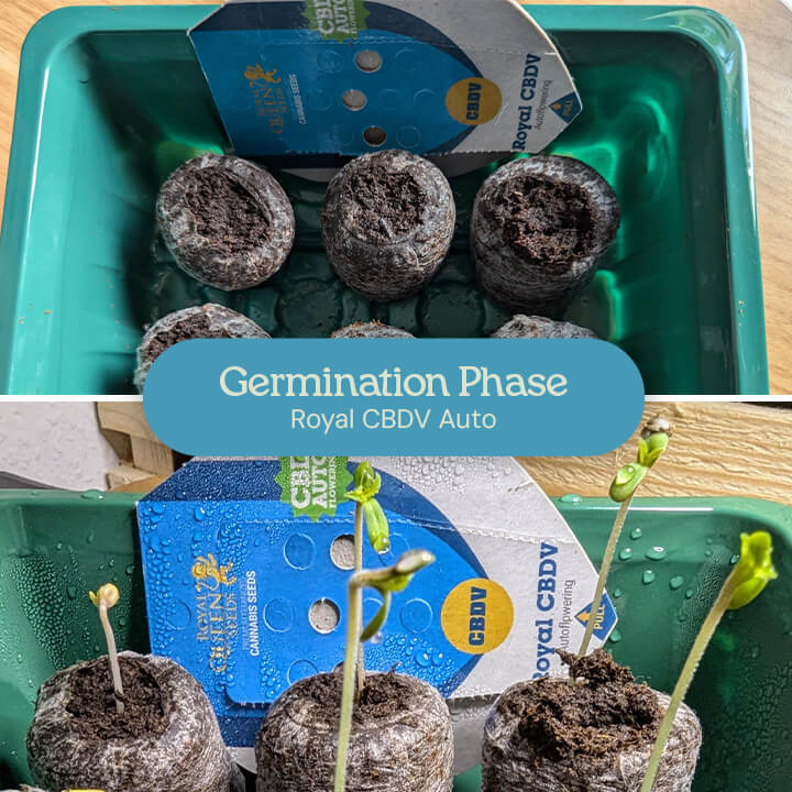 A photo showing the germination process of Royal CBDV Auto seeds. The left image shows the seeds soaking in water, while the right image shows the seeds sprouting in soil.