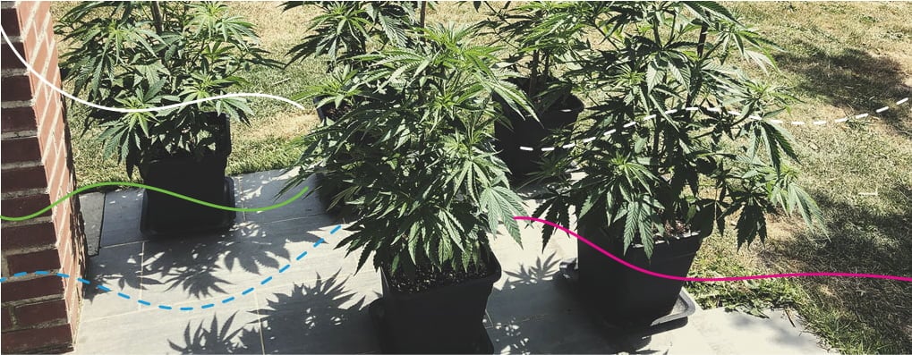 Using RQS Cannabis Fertilisers Outdoors: Royal Gorilla