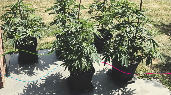 Using RQS Cannabis Fertilisers Outdoors: Royal Gorilla