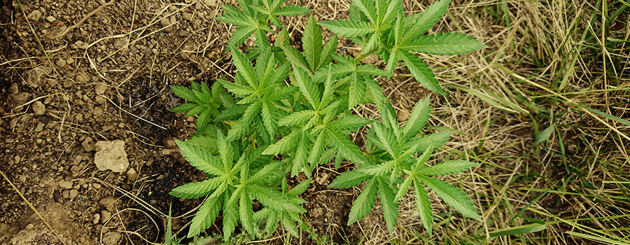 Guerrilla Cannabis Growing For Dummies - RQS Blog