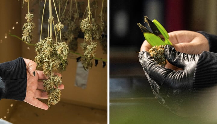 Two images depicting cannabis processing. On the left, a hand examines drying cannabis buds hanging from stems. On the right, gloved hands use scissors to trim a cannabis bud.