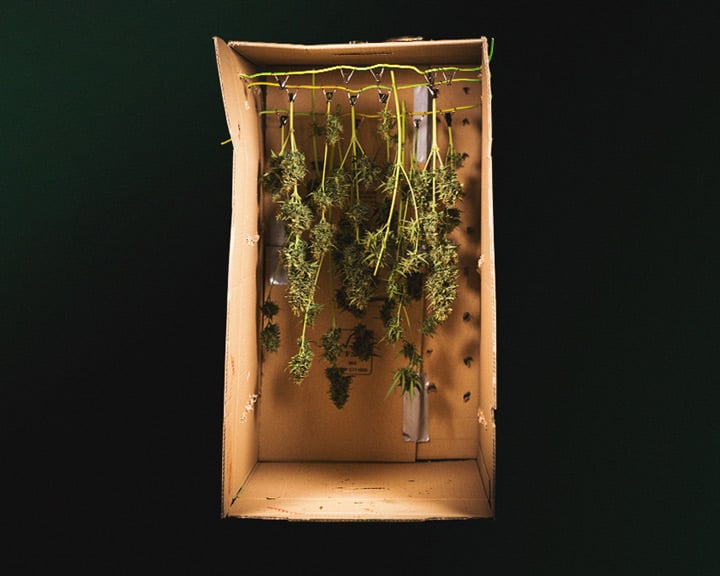 Harvesting Cannabis: Find The Right Time - Royal Queen Seeds